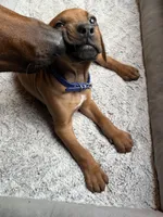 Rhodesian Ridgeback puppy- Blue collar, a male Rhodesian Ridgeback for sale in Charleston, WV – 4 of 7