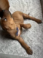 Rhodesian Ridgeback puppy- Blue collar, a male Rhodesian Ridgeback for sale in Charleston, WV – 5 of 7