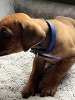 Rhodesian Ridgeback puppy- Blue collar, a male Rhodesian Ridgeback for sale in Charleston, WV – 3 of 7