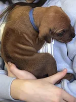 Rhodesian Ridgeback puppy , a male Rhodesian Ridgeback for sale in Charleston, WV – Photo 2 of 4