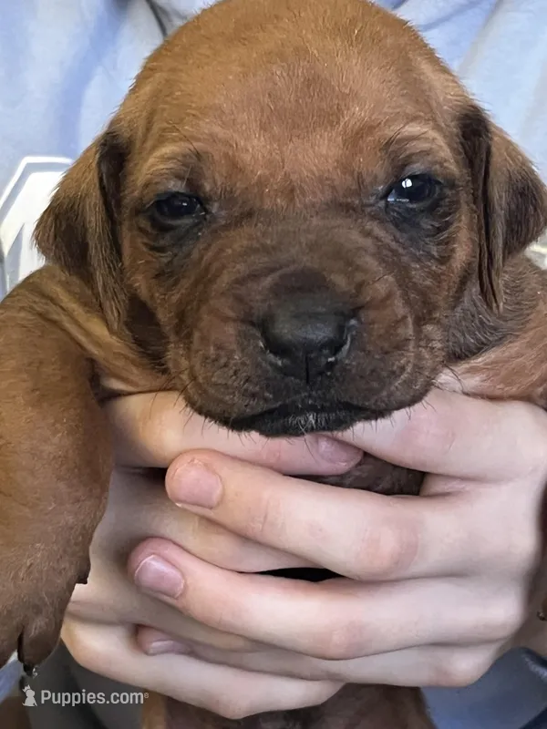 Rhodesian Ridgeback puppy  – Rhodesian Ridgeback puppy for sale in Charleston, WV