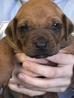 Rhodesian Ridgeback puppy , a male Rhodesian Ridgeback for sale in Charleston, WV – Photo 1 of 4