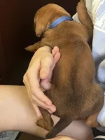 Rhodesian Ridgeback puppy , a male Rhodesian Ridgeback for sale in Charleston, WV – Photo 4 of 4