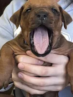 Rhodesian Ridgeback puppy , a male Rhodesian Ridgeback for sale in Charleston, WV – Photo 3 of 4