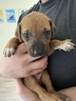 Rhodesian Ridgeback puppy , a female Rhodesian Ridgeback for sale in Charleston, WV – Photo 1 of 4