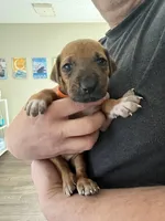 Rhodesian Ridgeback puppy , a female Rhodesian Ridgeback for sale in Charleston, WV – Photo 3 of 4