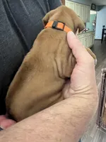 Rhodesian Ridgeback puppy , a female Rhodesian Ridgeback for sale in Charleston, WV – Photo 2 of 4