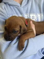 Rhodesian Ridgeback puppy , a male Rhodesian Ridgeback for sale in Charleston, WV – Photo 4 of 4