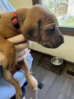 Rhodesian Ridgeback puppy , a male Rhodesian Ridgeback for sale in Charleston, WV – Photo 1 of 4