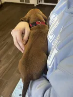 Rhodesian Ridgeback puppy , a male Rhodesian Ridgeback for sale in Charleston, WV – Photo 3 of 4