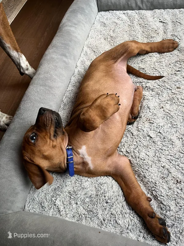 Rhodesian Ridgeback puppy- Blue collar – Rhodesian Ridgeback puppy for sale in Charleston, WV