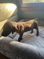 Rhodesian Rodgeback puppy- orange collar , a female Rhodesian Ridgeback for sale in Charleston, WV – 2 of 5