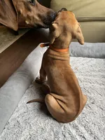 Rhodesian Rodgeback puppy- orange collar , a female Rhodesian Ridgeback for sale in Charleston, WV – 5 of 5