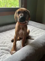 Rhodesian Rodgeback puppy- orange collar , a female Rhodesian Ridgeback for sale in Charleston, WV – 3 of 5