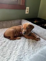 Rhodesian Rodgeback puppy- orange collar , a female Rhodesian Ridgeback for sale in Charleston, WV – 1 of 5