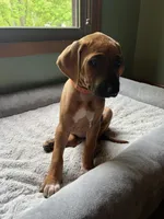 Rhodesian Rodgeback puppy- orange collar , a female Rhodesian Ridgeback for sale in Charleston, WV – 4 of 5