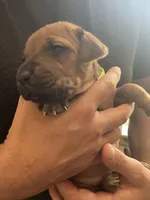 Rhodesian Ridgeback puppy , a female Rhodesian Ridgeback for sale in Charleston, WV – Photo 2 of 3