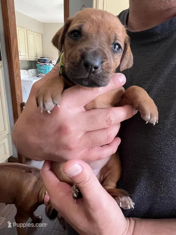 Rhodesian Ridgeback puppy  – Rhodesian Ridgeback puppy for sale in Charleston, WV