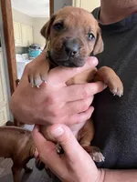 Rhodesian Ridgeback puppy , a female Rhodesian Ridgeback for sale in Charleston, WV – Photo 1 of 3