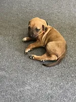 Rhodesian Ridgeback puppy , a female Rhodesian Ridgeback for sale in Charleston, WV – Photo 3 of 3