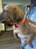 Rhodesian Ridgeback puppy, a male Rhodesian Ridgeback for sale in Charleston, WV – Photo 2 of 2