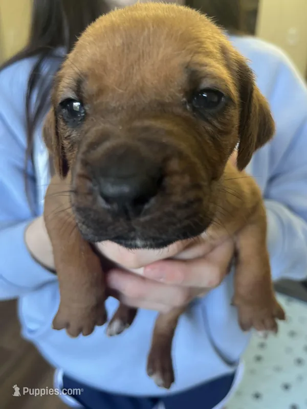 Rhodesian Ridgeback puppy – Rhodesian Ridgeback puppy for sale in Charleston, WV