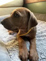 Rhodesian Rodgeback puppy- yellow collar , a female Rhodesian Ridgeback for sale in Charleston, WV – 3 of 5