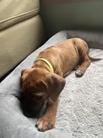 Rhodesian Rodgeback puppy- yellow collar , a female Rhodesian Ridgeback for sale in Charleston, WV – 2 of 5