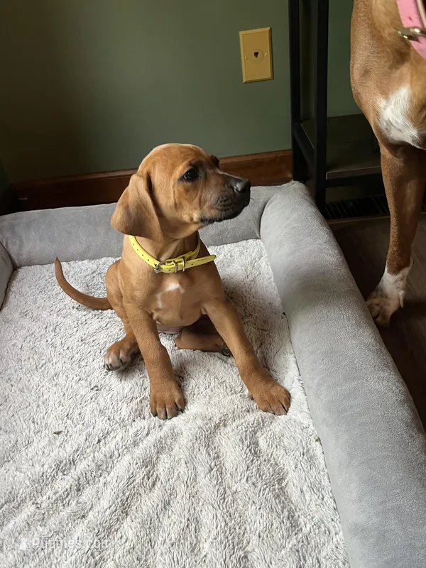 Rhodesian Rodgeback puppy- yellow collar  – Rhodesian Ridgeback puppy for sale in Charleston, WV