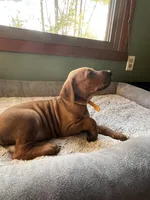 Rhodesian Rodgeback puppy- yellow collar , a female Rhodesian Ridgeback for sale in Charleston, WV – 4 of 5