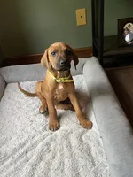 Rhodesian Rodgeback puppy- yellow collar , a female Rhodesian Ridgeback for sale in Charleston, WV – 5 of 5