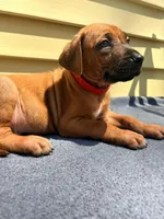 Rhodesian RIdgeback puppy- Red Collar, a male Rhodesian Ridgeback for sale in Charleston, WV – 2 of 4