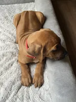 Rhodesian RIdgeback puppy- Red Collar, a male Rhodesian Ridgeback for sale in Charleston, WV – 4 of 4