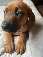 Rhodesian RIdgeback puppy- Red Collar, a male Rhodesian Ridgeback for sale in Charleston, WV – 1 of 4