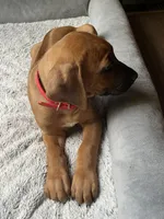 Rhodesian RIdgeback puppy- Red Collar, a male Rhodesian Ridgeback for sale in Charleston, WV – 3 of 4