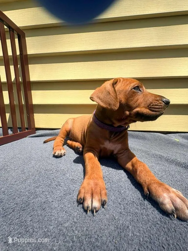 Rhodesian Ridgeback- Purple collar  – Rhodesian Ridgeback puppy for sale in Charleston, WV