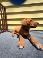 Rhodesian Ridgeback- Purple collar , a male Rhodesian Ridgeback for sale in Charleston, WV – 1 of 6