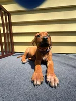 Rhodesian Ridgeback- Purple collar , a male Rhodesian Ridgeback for sale in Charleston, WV – 2 of 6