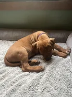 Rhodesian Ridgeback- Purple collar , a male Rhodesian Ridgeback for sale in Charleston, WV – 5 of 6