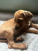 Rhodesian Ridgeback- Purple collar , a male Rhodesian Ridgeback for sale in Charleston, WV – 4 of 6
