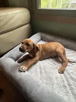Rhodesian Ridgeback- Purple collar , a male Rhodesian Ridgeback for sale in Charleston, WV – 6 of 6