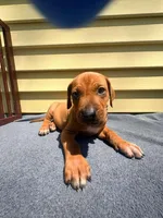 Rhodesian Ridgeback- Purple collar , a male Rhodesian Ridgeback for sale in Charleston, WV – 3 of 6