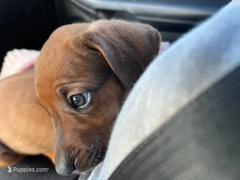 Rhodesian Ridgeback puppy – Rhodesian Ridgeback puppy for sale in Charleston, WV