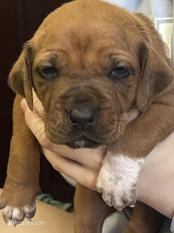 Rhodesian Ridgeback puppy  – Rhodesian Ridgeback puppy for sale in Charleston, WV