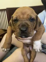 Rhodesian Ridgeback puppy , a male Rhodesian Ridgeback for sale in Charleston, WV – Photo 2 of 3