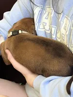 Rhodesian Ridgeback puppy , a male Rhodesian Ridgeback for sale in Charleston, WV – Photo 3 of 3