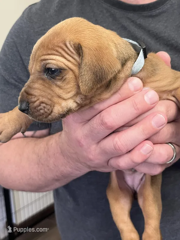 Rhodesian Rodgeback puppy  – Rhodesian Ridgeback puppy for sale in Charleston, WV