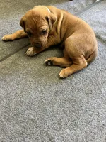 Rhodesian Rodgeback puppy , a female Rhodesian Ridgeback for sale in Charleston, WV – Photo 5 of 5