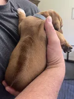 Rhodesian Rodgeback puppy , a female Rhodesian Ridgeback for sale in Charleston, WV – Photo 4 of 5