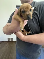 Rhodesian Rodgeback puppy , a female Rhodesian Ridgeback for sale in Charleston, WV – Photo 2 of 5